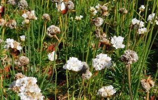 Armeria maritima sibirica